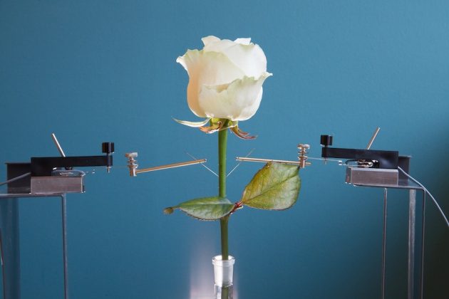 A rose plant in which scientists have incorporated plant-compatible electronic materials into. Photo courtesy Eliot Gomez/Linköping University 