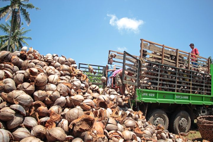 TRUCK LOAD. A truck load of coconut husks are collected by the Malingao Community Service Multipurpose Cooperative in their village and around neighboring ones to be processed into coco coir, which are then made into geo-nets and baled fiber.   