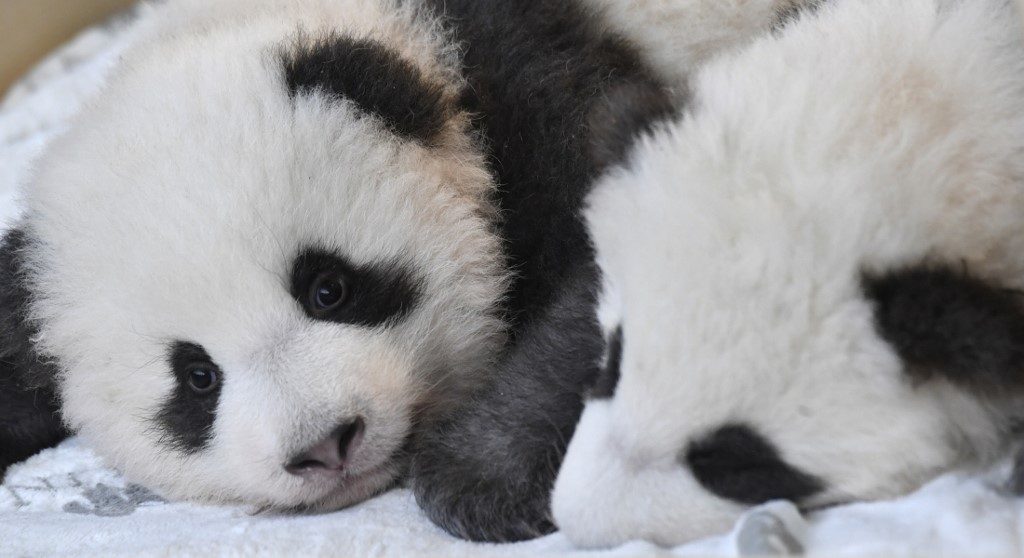 Boy oh boy! Twin male pandas charm Berlin zoo