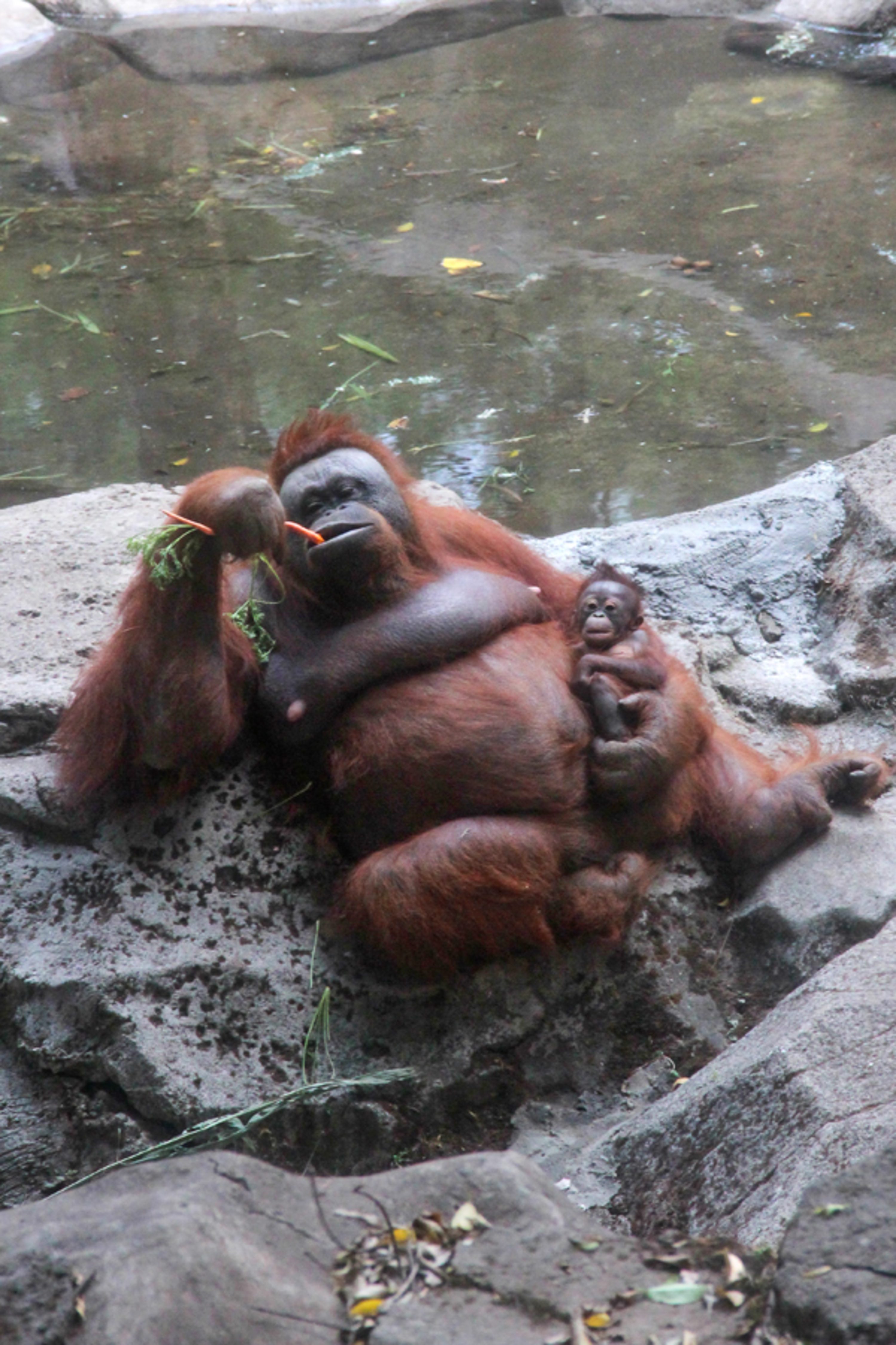 MOTHER AND CHILD. An orangutan and her baby at the Taman Safari, West Java. 