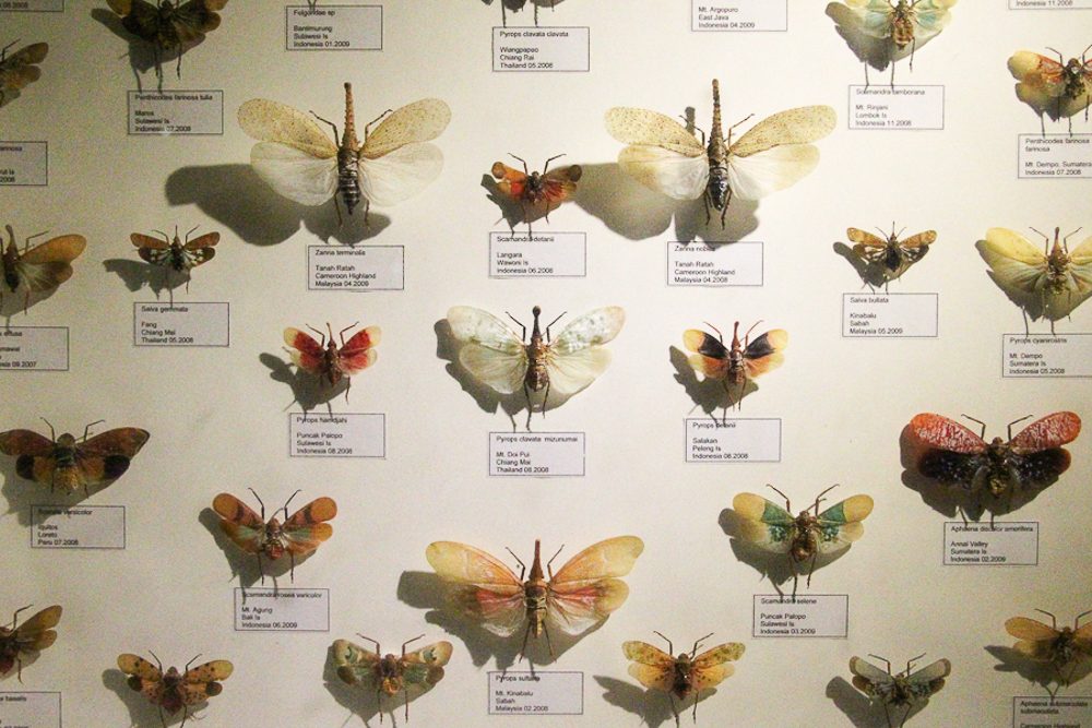 MOTHS. Moths of Southeast Asia from the Museum Satwa's insectarium. 