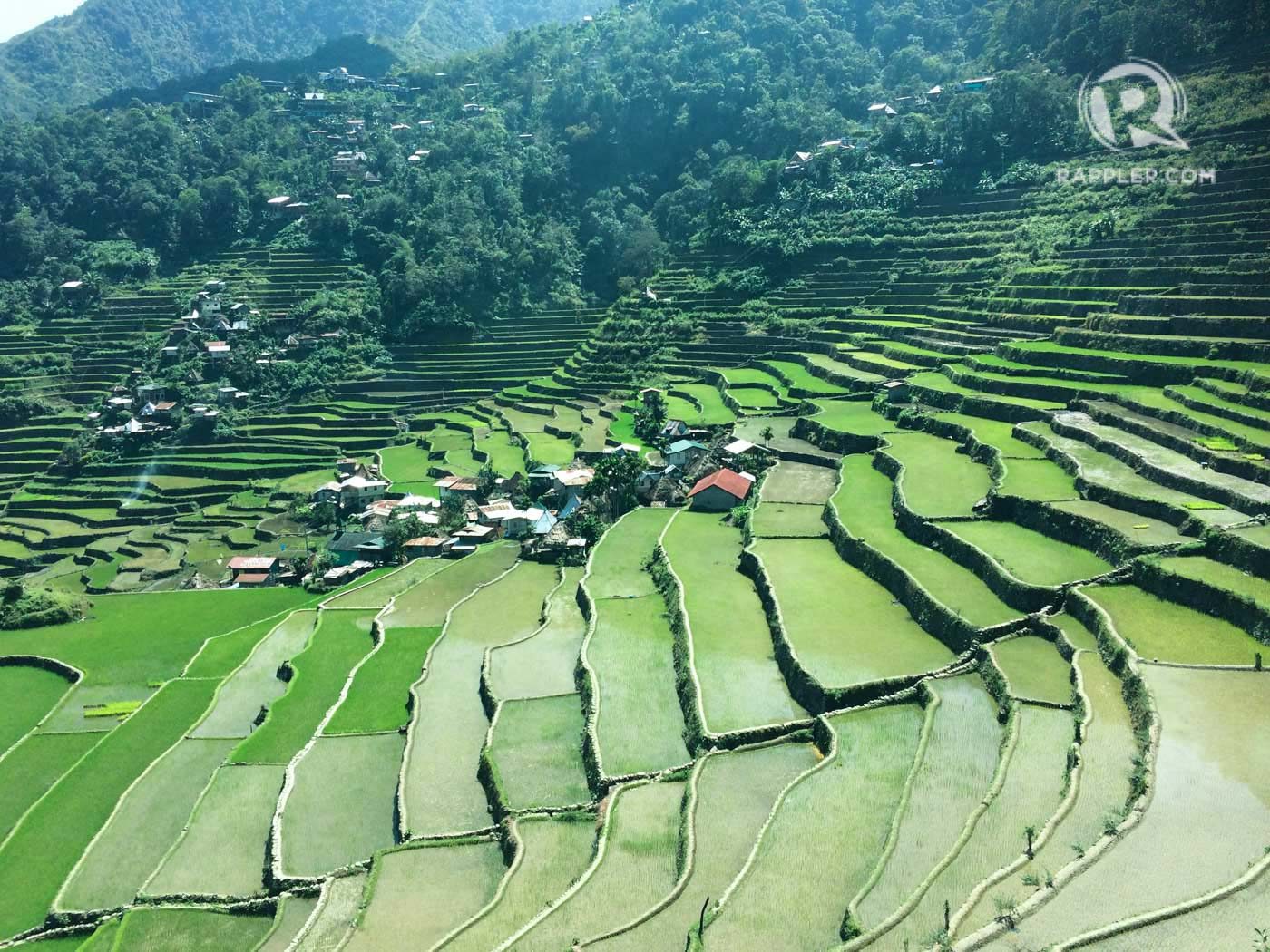 BATAD. There are currently 1,600 hectares of cultivated rice terraces in the municipality of Banaue, the most popular of which are the Batad rice terraces. Photo by Lian Buan/Rappler 