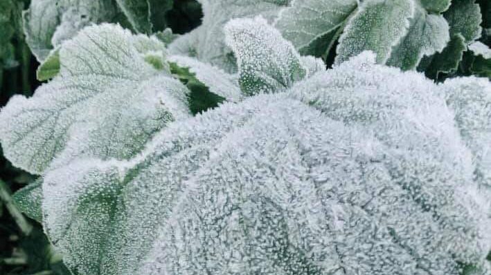ANDAP. Frost covers vegetables in Benguet. Photo by Divine P. Dulnuan-Philip 