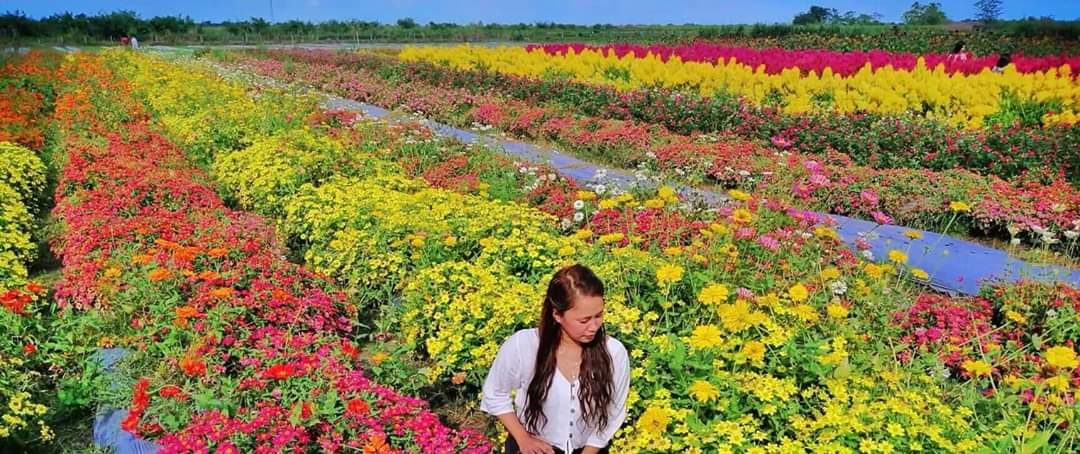 FLOWER STRIPES. Flower rows in different colors make the colors pop out all the more. Photo courtesy of MJ Cortez
 