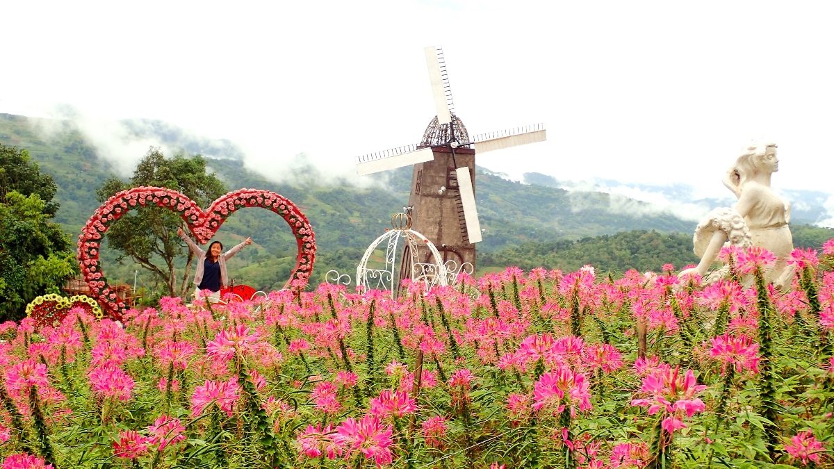 SCENIC. Sirao Garden has colorful flowers, backdrops like windmills, and mountains in the distance. The flowers here are pink queens, or spider flowers. Photo by Rhea Claire Madarang
 