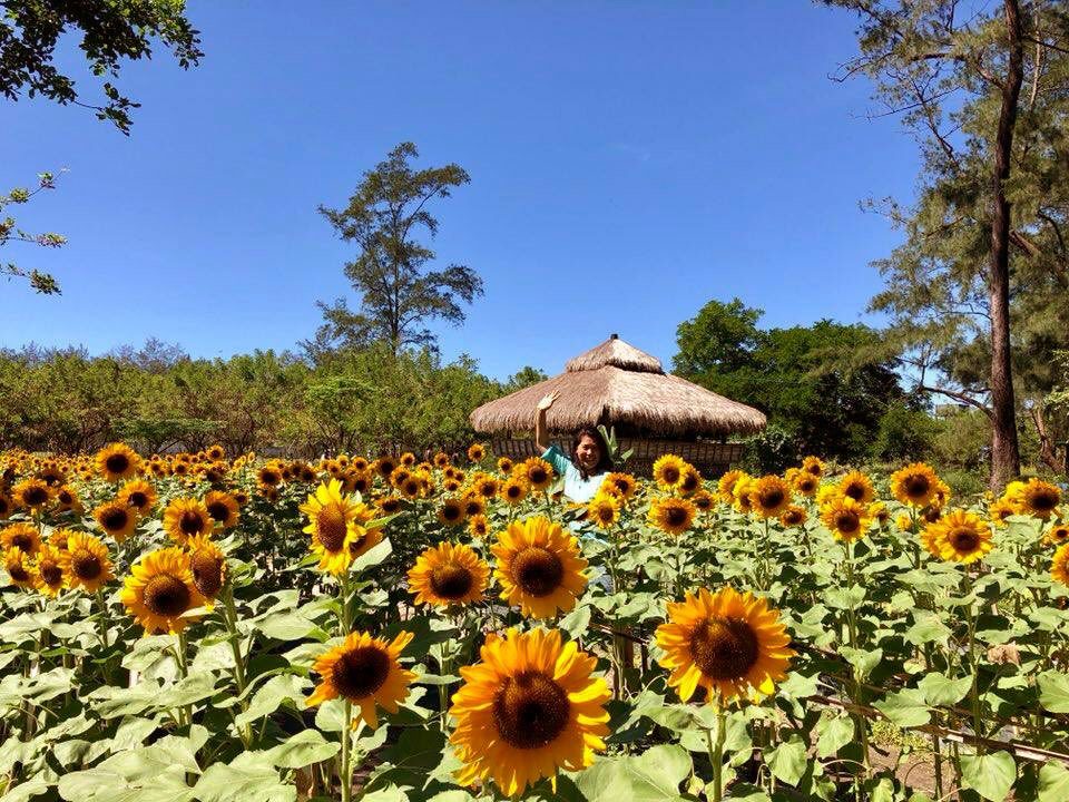 BEAUTY AND ADVOCACY. Julyan’s Farm is not just about sunflowers but also about autism advocacy, and how people with autism can work and lead full lives. Photo courtesy of Julyan’s Farm
 