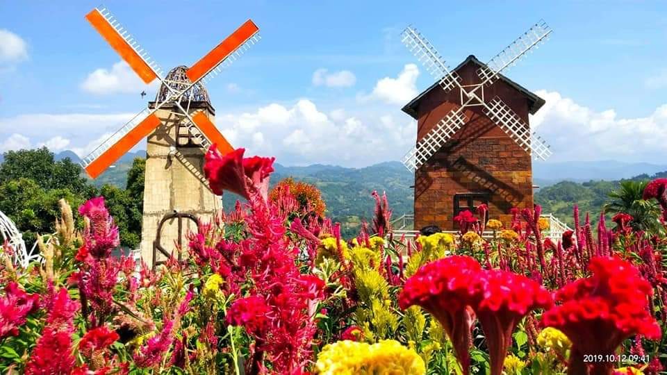 LIST: Beautiful flower fields in PH perfect for romantic dates