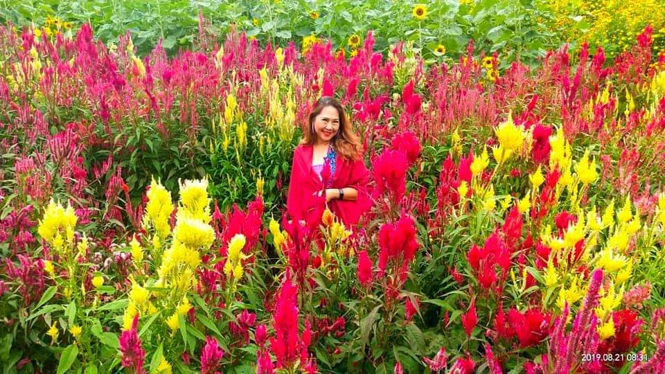 FAMOUS FLOWERS. The celosias made waves in social media after Sirao’s flower garden opened to the public. In the photo is the garden’s owner. Photo courtesy of Sirao Garden  
 
