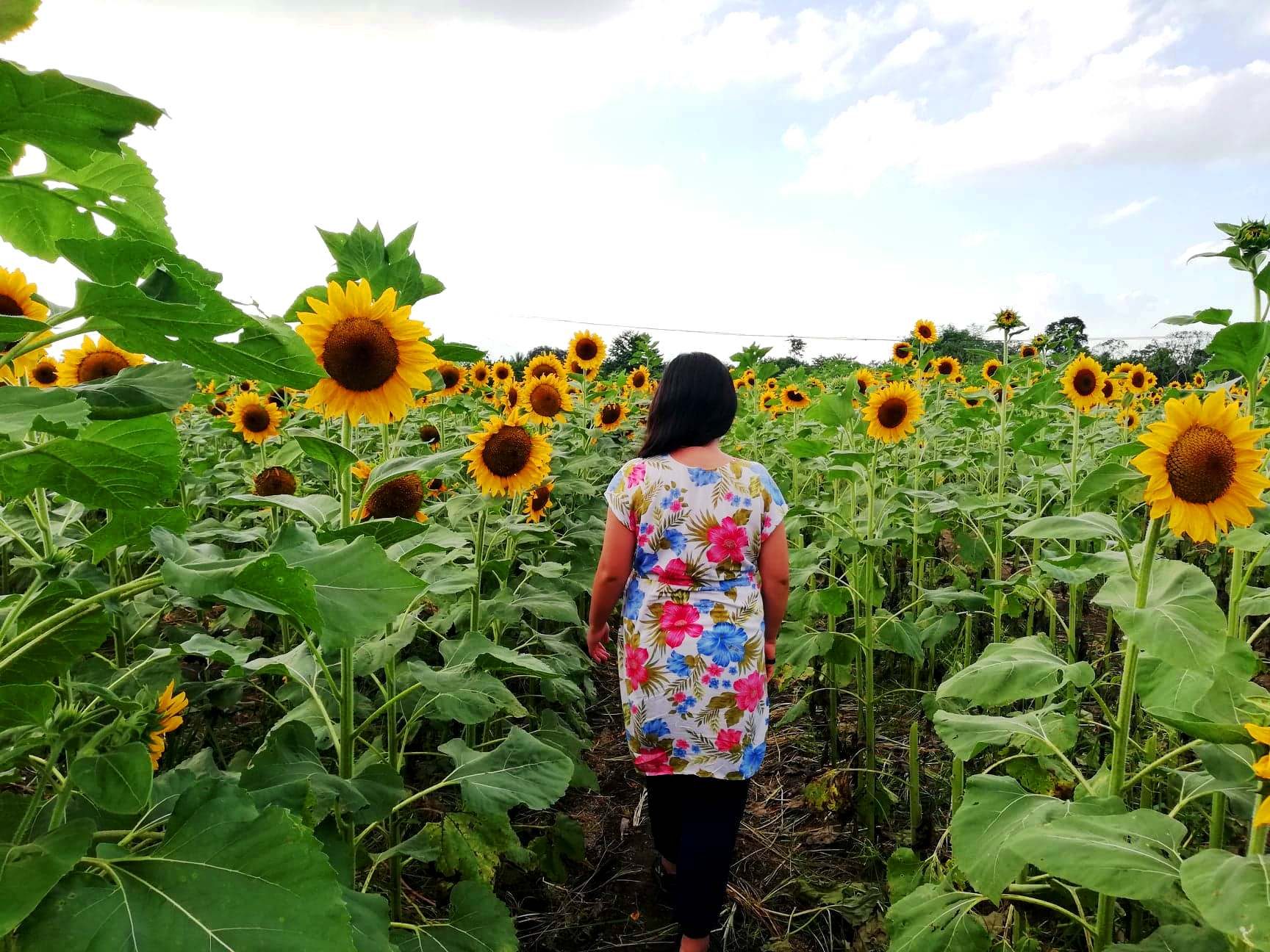 SUNFLOWER WALK. Sunflowers are all around when you explore Mariano’s flower park. Photo courtesy of Rhea Claire Madarang
 
