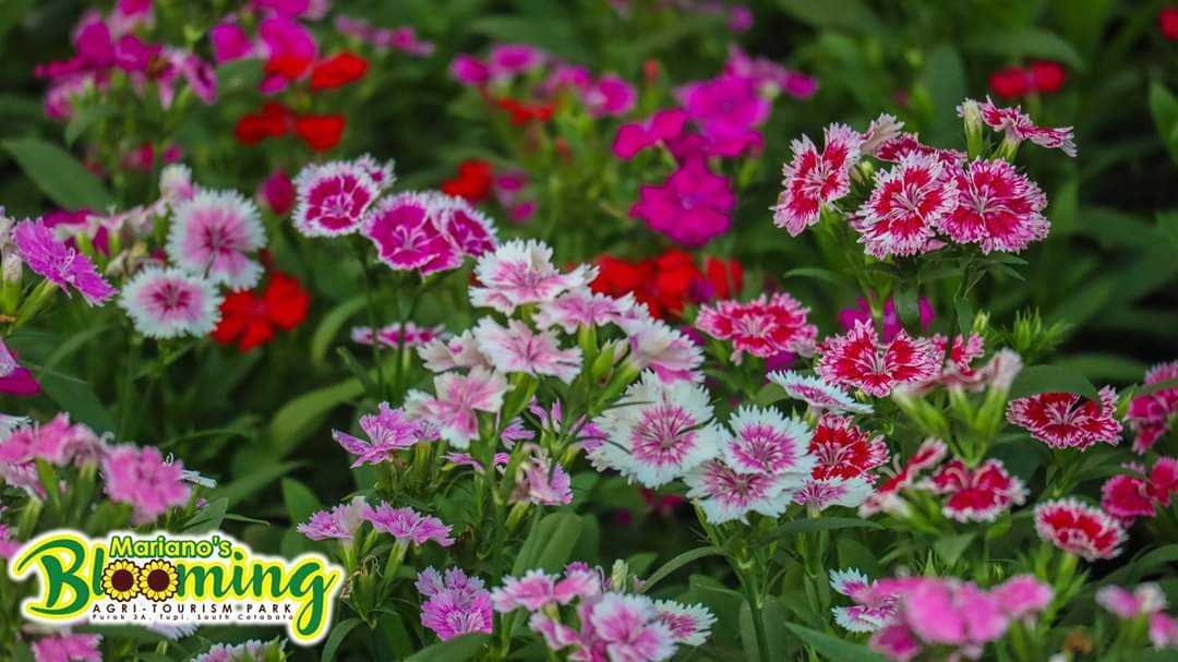 OTHER FLOWERS. The park has more blooms like this variety of carnations. Photo courtesy of Mariano's Blooming Agri-Tourism Park
 