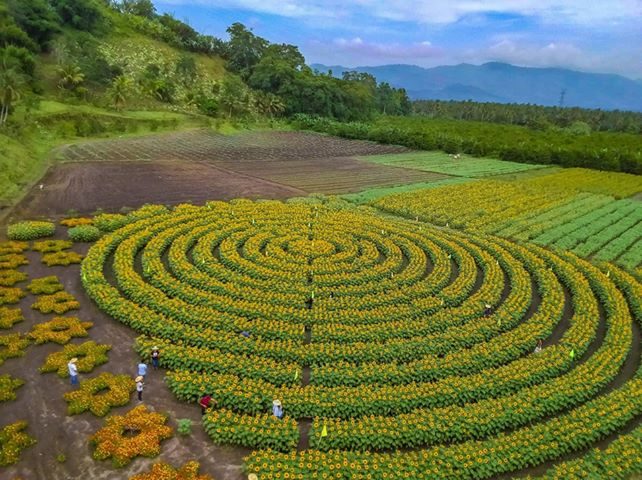 MANDALA. Mariano’s has flowers planted in interesting patterns. Photo courtesy of Mariano's Blooming Agri-Tourism Park
 