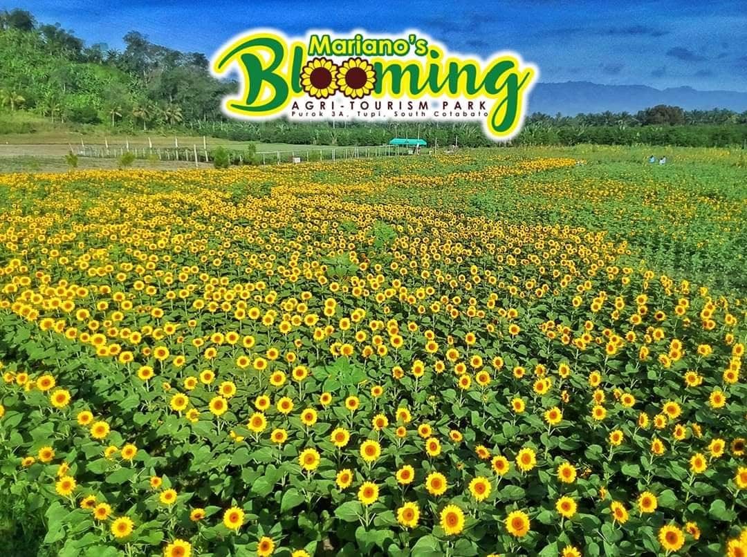 SEA OF SUNFLOWERS. Mariano's always has sunflowers blooming in some part of the park at any time. Photo courtesy of Mariano's Blooming Agri-Tourism Park
 