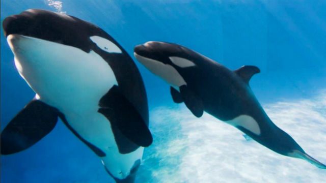 SeaWorld to do away with killer whale show