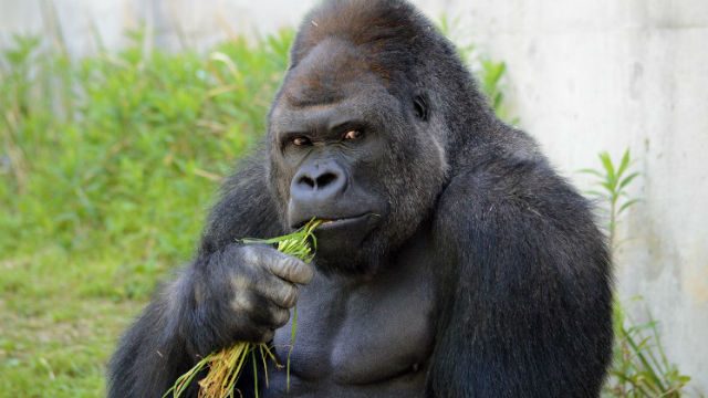 Women flock to Japan zoo to see ‘hunky’ gorilla