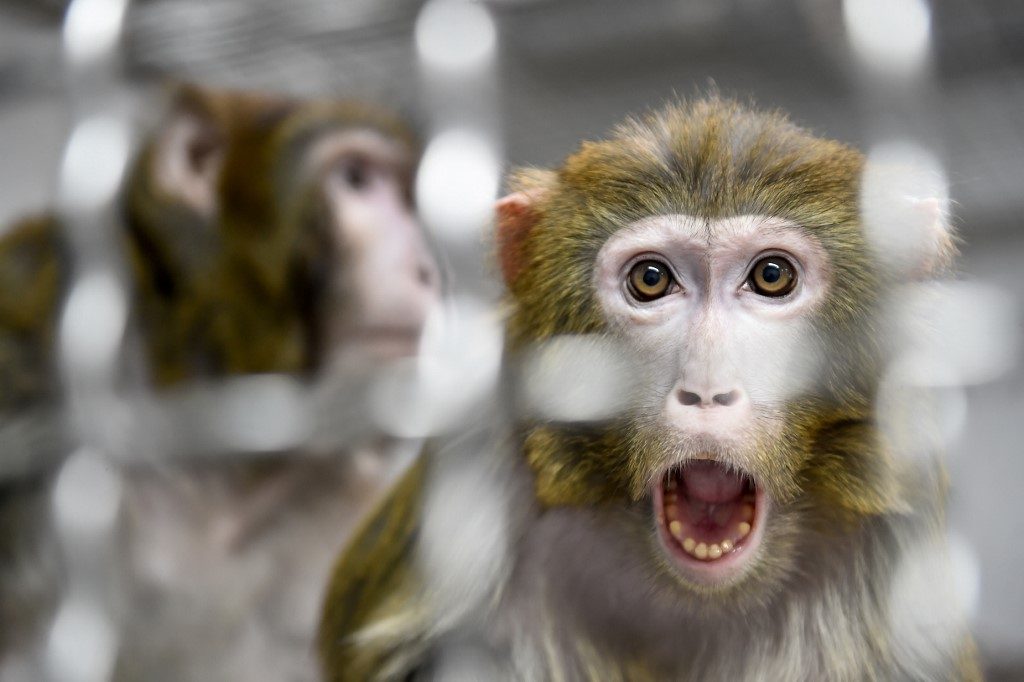 Monkeys develop virus immunity after infection, vaccine – studies