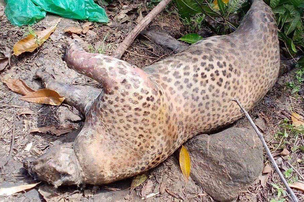 Traps snare 3 endangered leopards in Sri Lanka