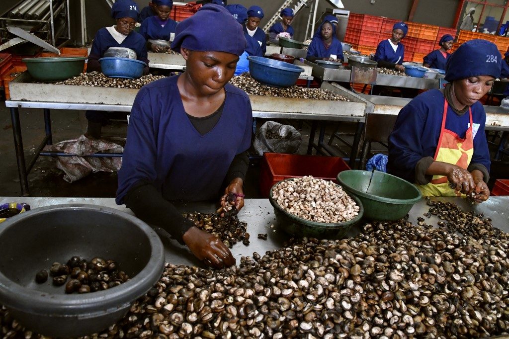 Ivory Coast sees $500-million export loss for cashew, cotton