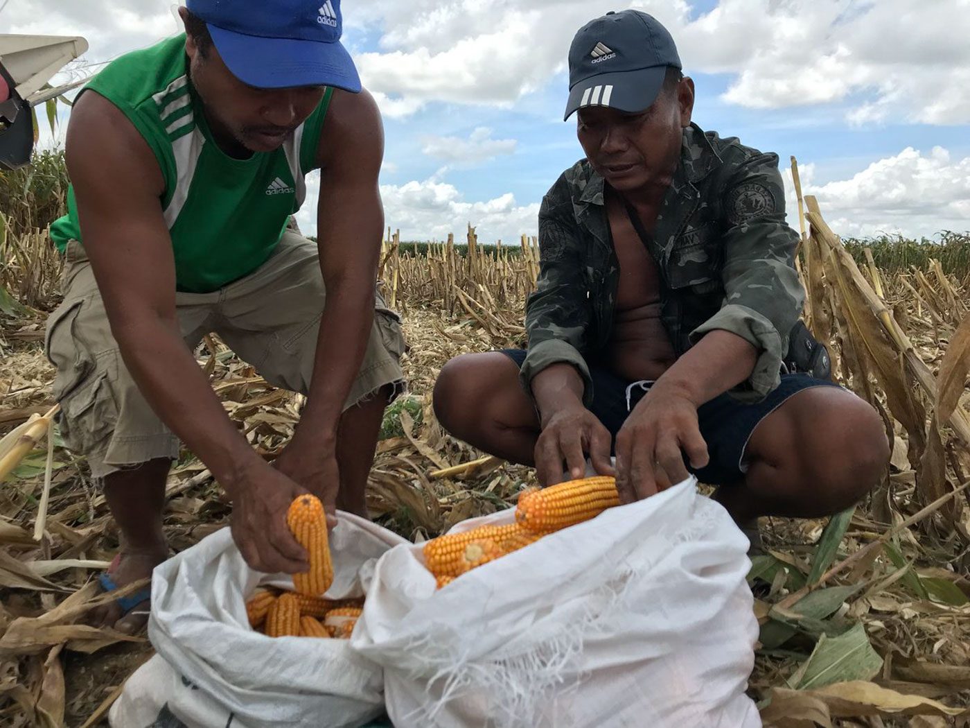 Cagayan farmers harvest crops early to mitigate Typhoon Ompong losses