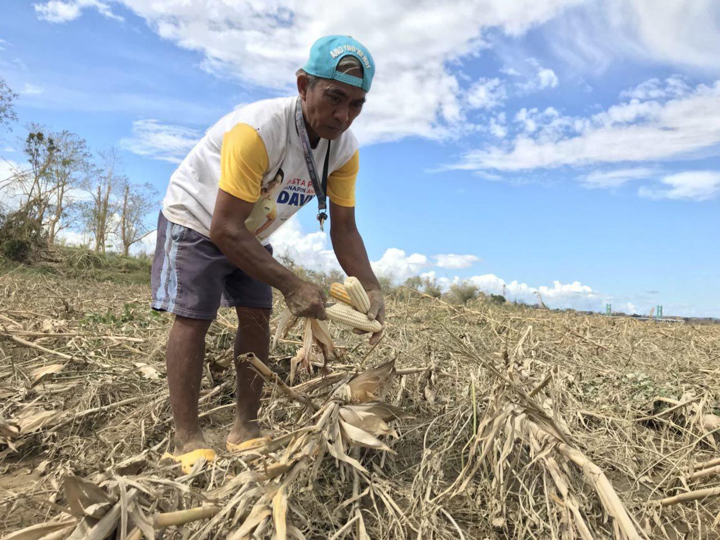 Cagayan farmers on Ompong-hit crops: ‘Like losing gamble vs nature’