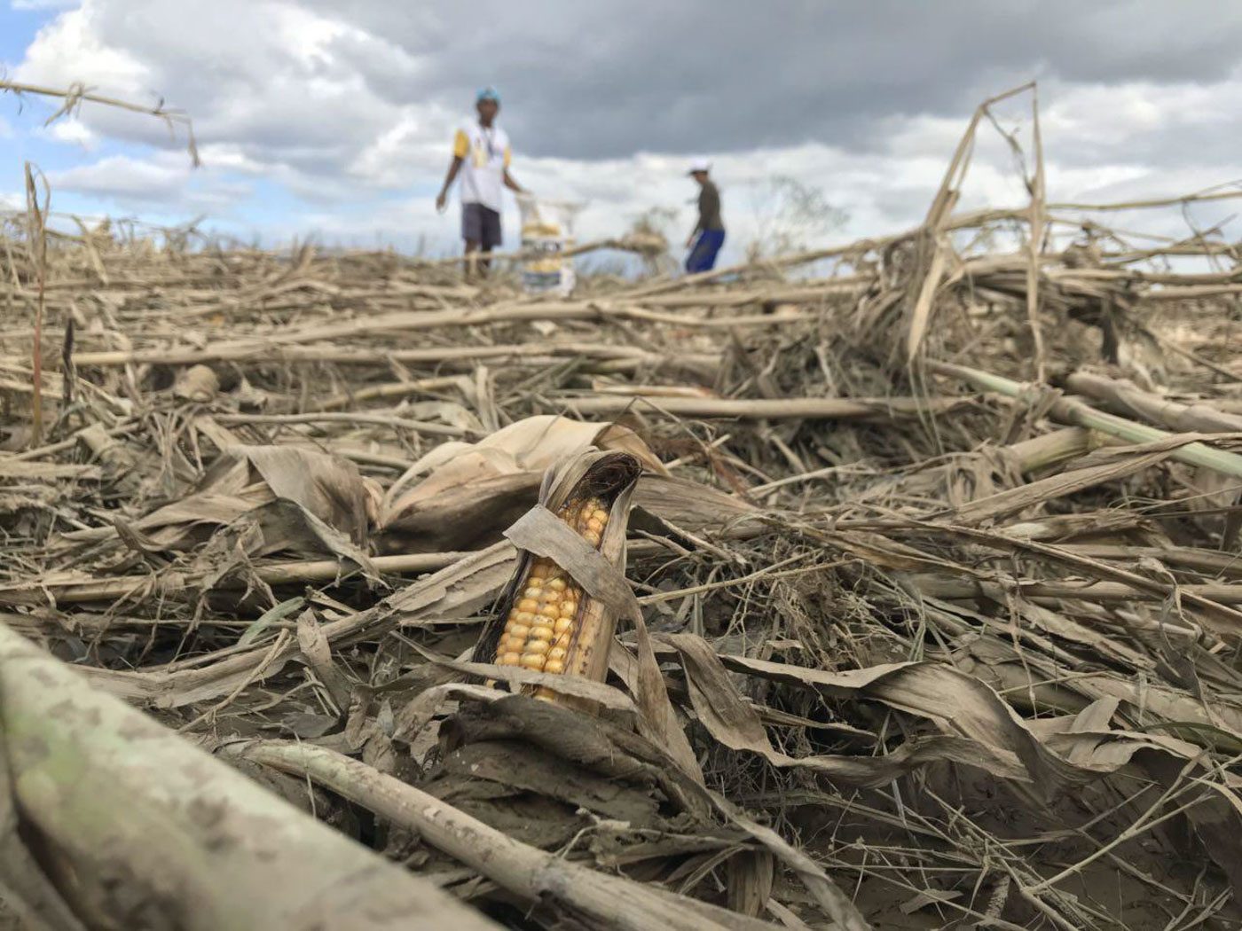 DESTROYED. Typhoon Ompong (Mangkhut) flattens crops in Cagayan. 