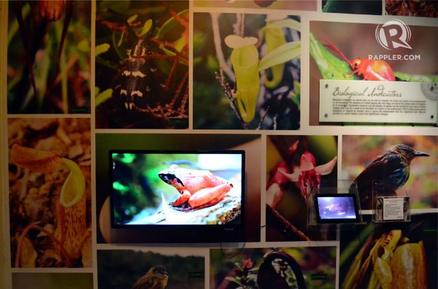 BIODIVERSITY. The Subangan Museum has an exhibit of the terrestrial biological diversity that can be found in Davao Oriental. Photo by Henrylito D. Tacio/Rappler.com 