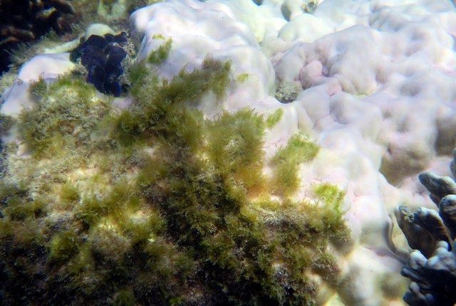 A third of coral in Great Barrier Reef ‘dead or dying’