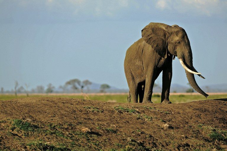 Elephants in Tanzania reserve could be wiped out by 2022