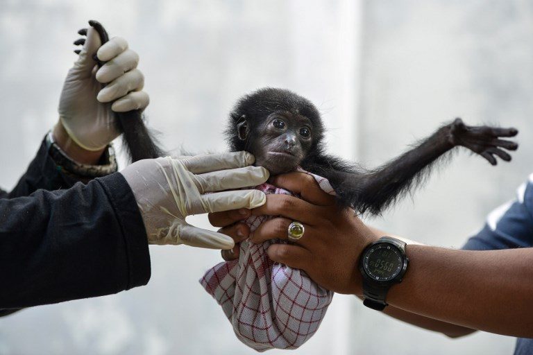 CHECK-UP. Vets check a baby siamang, or black-furred gibbon, rescued from a villager, at the local nature conservation agency's office in Banda Aceh, Aceh province on November 1, 2018. Photo by Chaideer Mahyuddin/AFP  