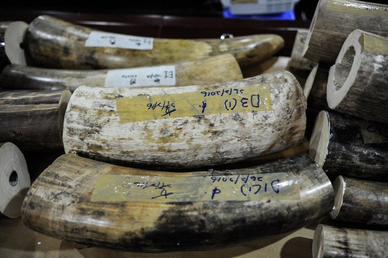 Malaysia customs seizes 159 kg in smuggled ivory