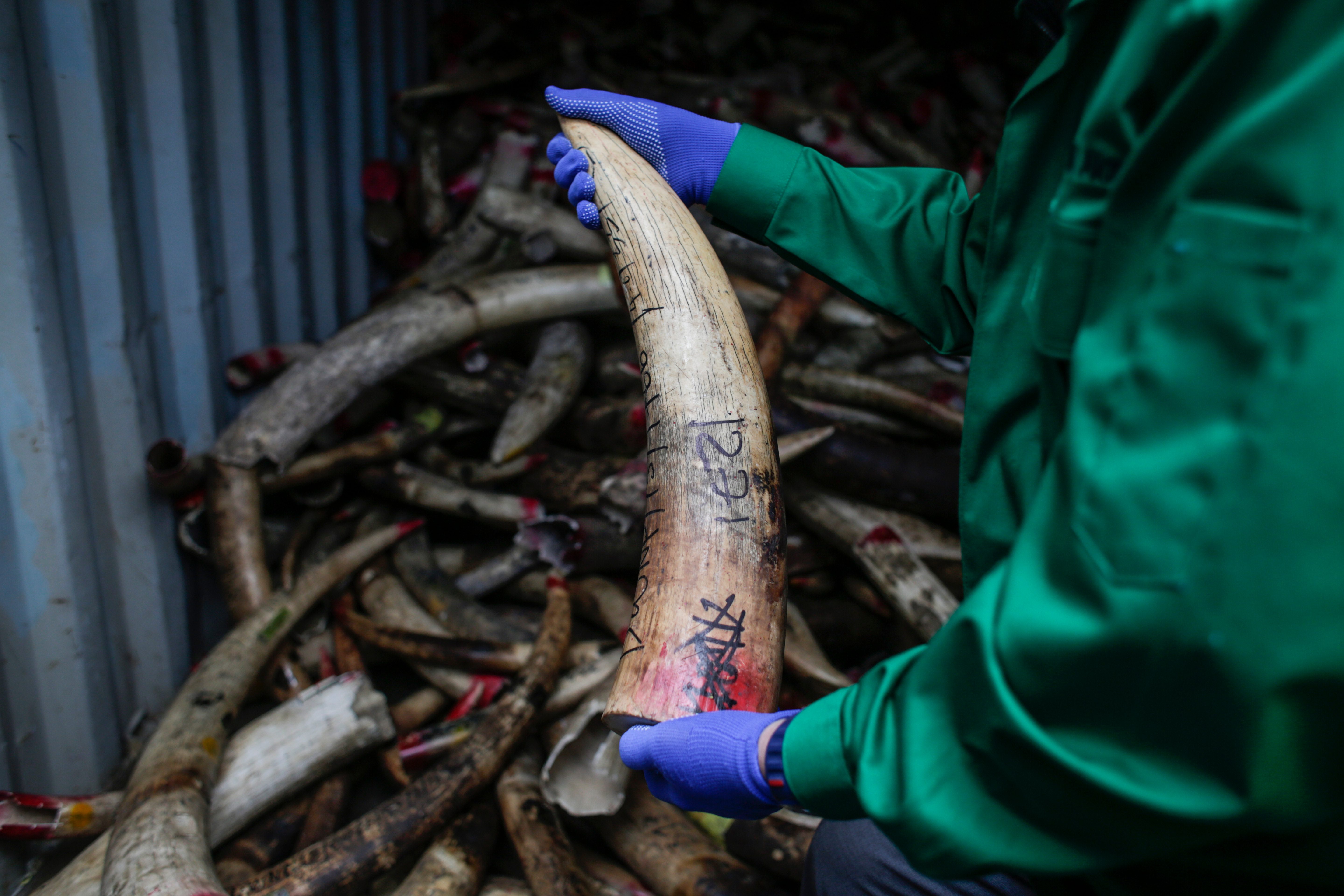 ILLEGAL TRADE. A Malaysian wildlife official holds a confiscated elephant ivory tusk from Africa before destroying the ivory, in Port Dickson, Negeri Sembilan, Malaysia, April 14, 2016. File photo by Fazry Ismail/EPA 
