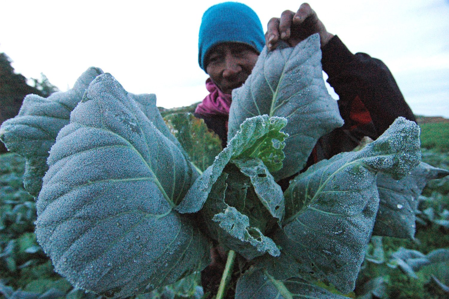 FROSTED VEGETABLES. A farmer in Atok, Benguet shows his frosted farm produce amid the plunging temperature that caused frost in some parts of the town as temperature dipped to 9.4 degrees celsius on January 30, 2019. Photo by Mau Victa/Rappler  