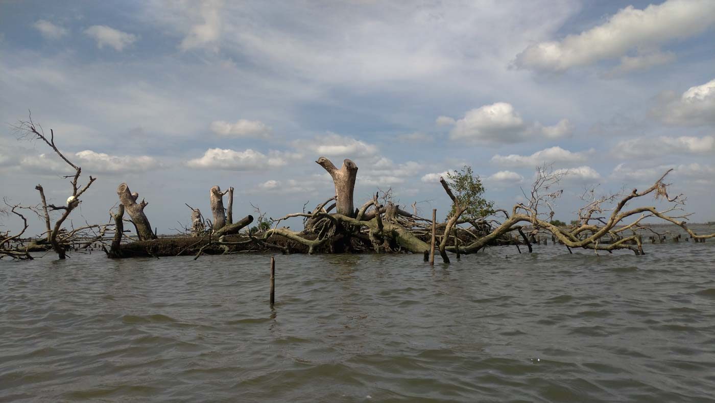 CUT DOWN. Some mangrove trees cut down in Sitio Pariahan. Photo by Mavic Conde 