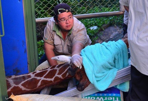 Giraffe dies ‘of anxiety’ in latest Taiwan animal scandal