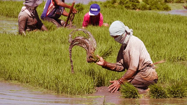 What you can do to help Filipino rice farmers