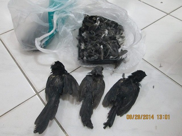 DEAD. The taxidermied black sharma birds were the only ones left of the dissected endangered birds. The specimens were confiscated from the researchers by the DENR-PAWD last year. File Photo Courtesy of DENR-7 PIO  
