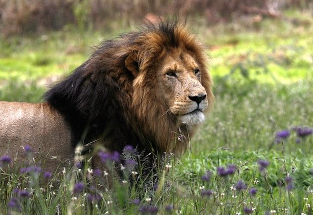 Lion among 23,000 species threatened with extinction – conservationists