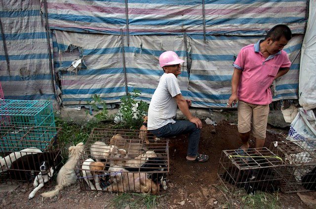 Protesters muzzled at Chinese dog meat festival
