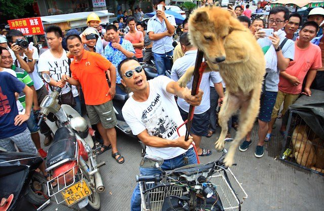 DOG IN DANGER. In this file photo, a dog vendor lifts up a dog to protest against animal rights activists coming to block a local dog meat festival in Yulin city, Guizhou province, China, June 20, 2014. Li Ke/EPA 