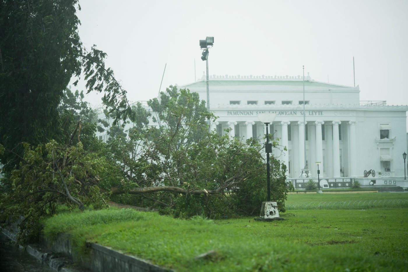 TOPPLED. A tree was toppled outside the Leyte Capitol as heavy winds and rainfall pound Tacloban City