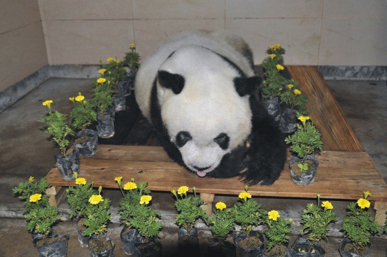 BYE BYE BASI. A handout picture taken on September 13, 2017 and received on September 14 from the Straits Giant Panda Research and Exchange Center shows the body of giant panda 'Basi' surrounded by flowers after her death in Fuzhou, China's eastern Fujian province. Photo by Straits Giant Panda Research and Exchange Center/Handout/AFP  
