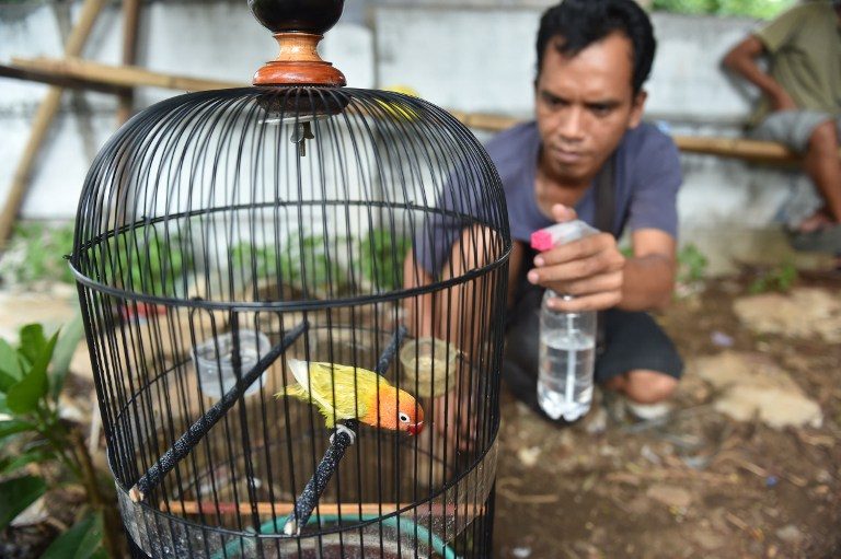 Indonesian birds on the brink as forests plundered