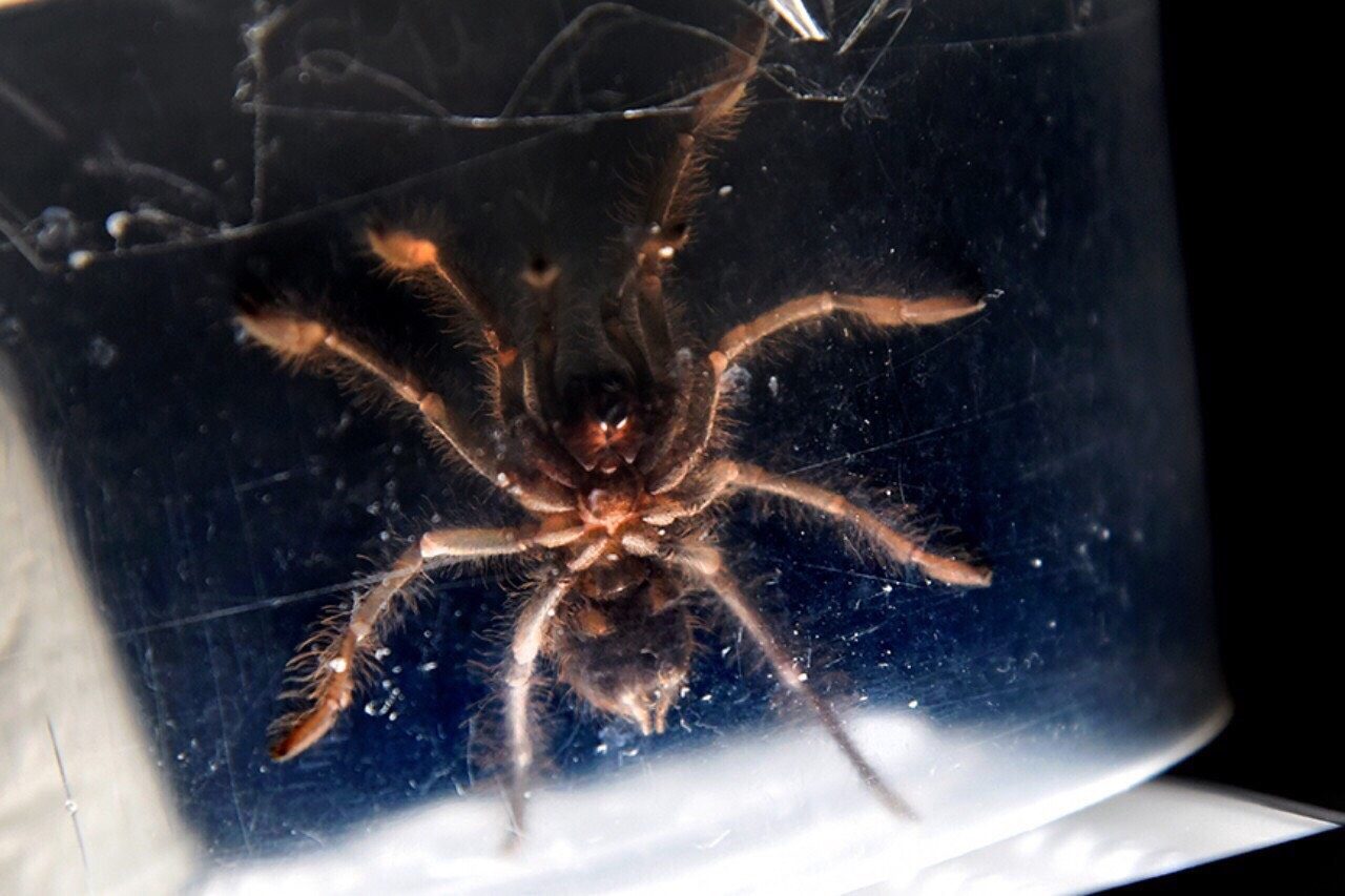 LOOK: Customs seizes live venomous tarantulas