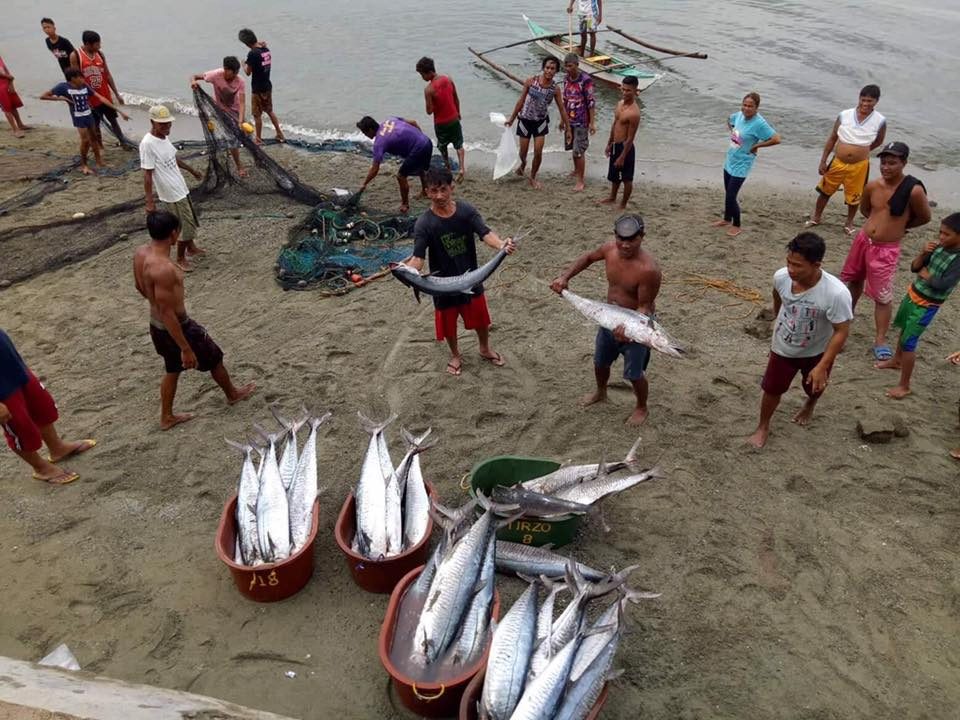 In Albay, protecting the sea leads to bountiful tanigue