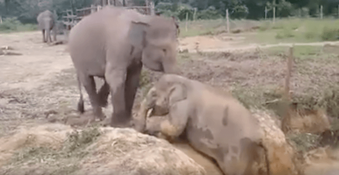 VIRAL: Gajah menolong keponakannya yang terperosok