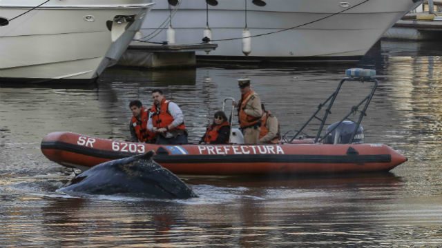 Whale gets close-up of Buenos Aires, delighting onlookers