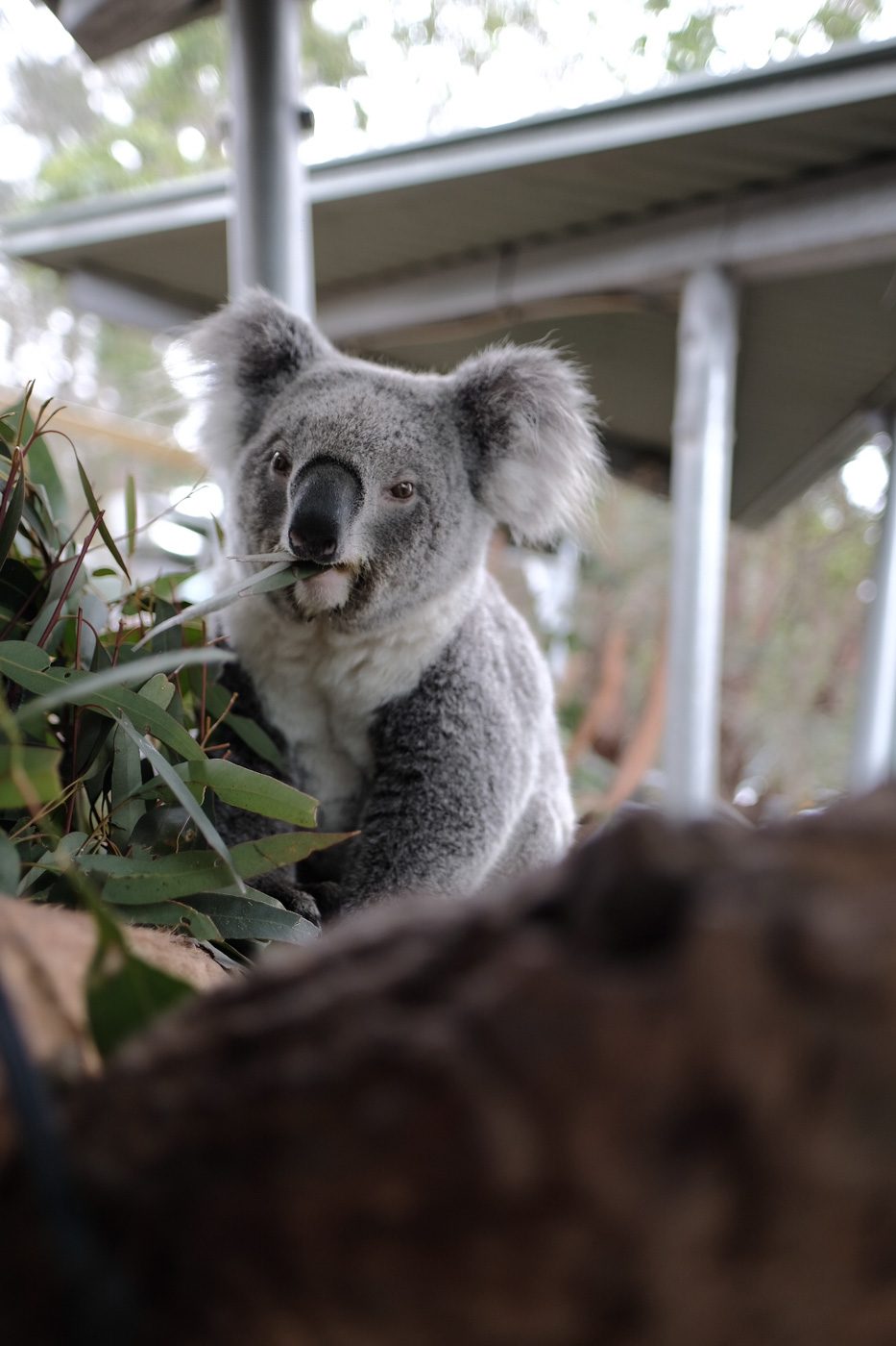 CUDDLY. A koala bear at Taronga Zoo 