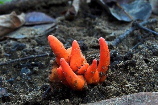 Killer Japanese fungus found in Australia