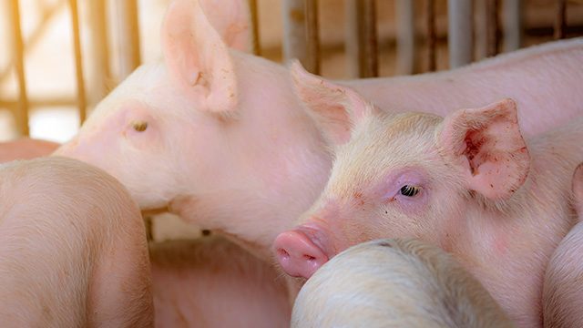 DA confirms African swine fever in 2 Davao del Sur villages