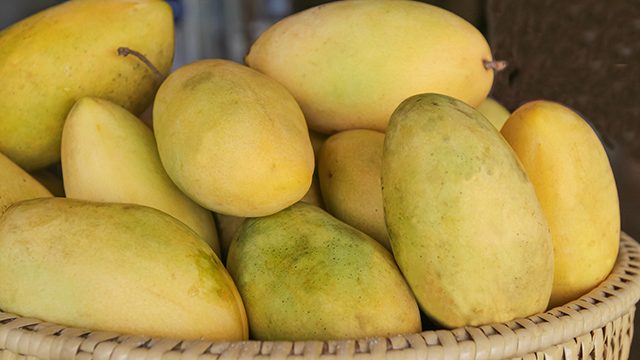 DA targets at least 1 million kilos of excess mangoes to be sold