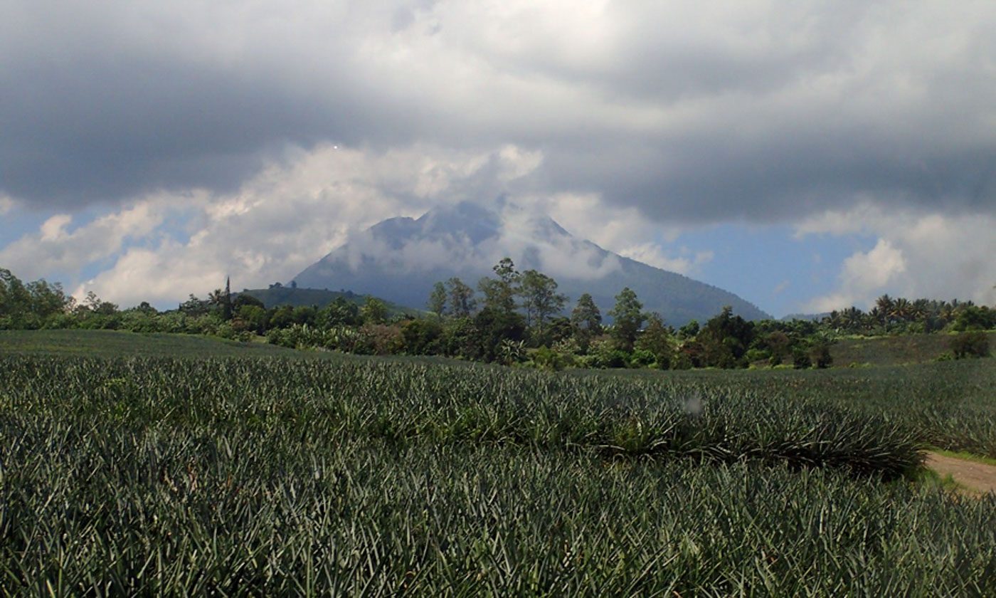 PINEAPPLES EVERYWHERE. On the way to the Blaan community, you will pass by scenic views of pineapple plantations. 